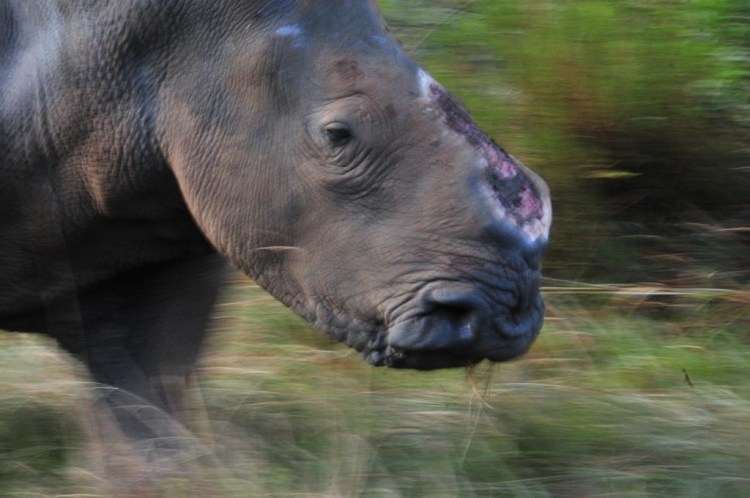 The Rhino and the&nbsp;Bling