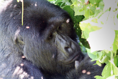 Calls for CITES to address the corruption fueling the illegal wildlife&nbsp;trade