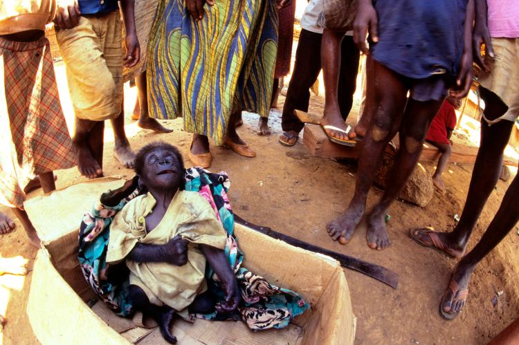 Kämpfer für bedrohte&nbsp;Tiere