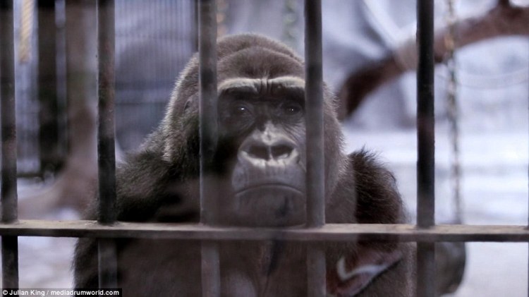 The PATA Department Store Zoo – Is it “The Saddest Zoo in the World”&nbsp;?