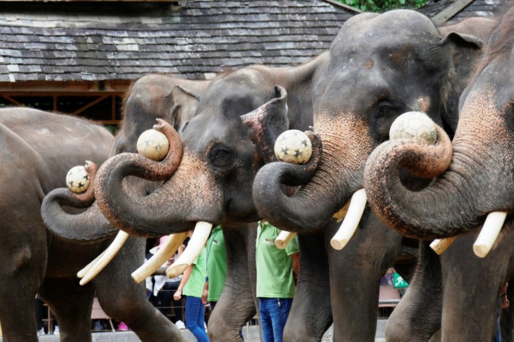 A Study of Illegal Trafficking of Lao PDR&nbsp;Elephants