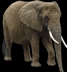 Ivory tusks are actually massive teeth
that protrude well beyond the mouths of
elephants. Much of the tusk is made up of
dentine, a hard, dense, bony tissue. And the
whole tusk is wrapped in enamel, the hardest
animal tissue and the part of the tusk that
manages the most wear and tear.