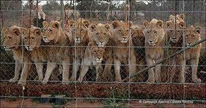 Of Tiger and Lion Bones, and the Legalizing of the Rhino Horn&nbsp;Trade