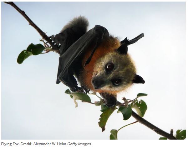 How We Can Use the CITES Wildlife Trade Agreement to Help Prevent&nbsp;Pandemics