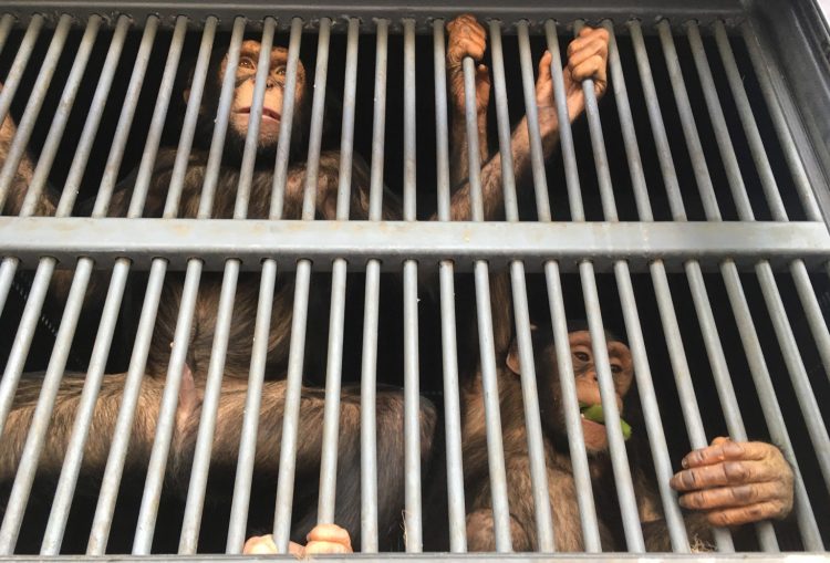 African forest plunder condemns chimpanzees to miserable lives in&nbsp;zoos