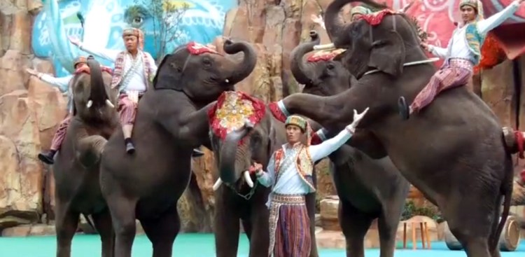 CITES protection of animals no longer fit for purpose, says wildlife&nbsp;filmmaker