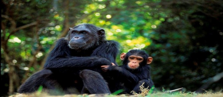 CITES and the Illegal Trade in&nbsp;Wildlife