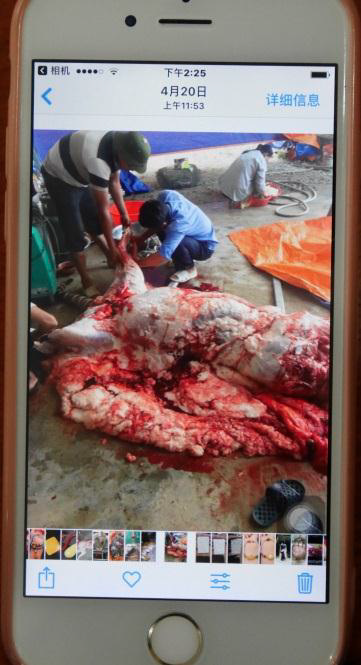 Pink Tiger Bone Jewellery…   A new tale in the context of the commodification of the&nbsp;tiger