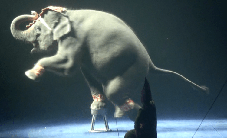 The Elephant Pricing&nbsp;Scam