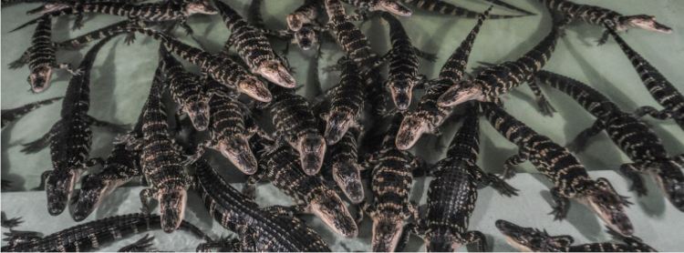 Skin in the game? Reptile leather trade embroils conservation&nbsp;authority