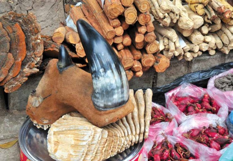 Tiger cake and rhino horn – a walk on the Asian wild&nbsp;side