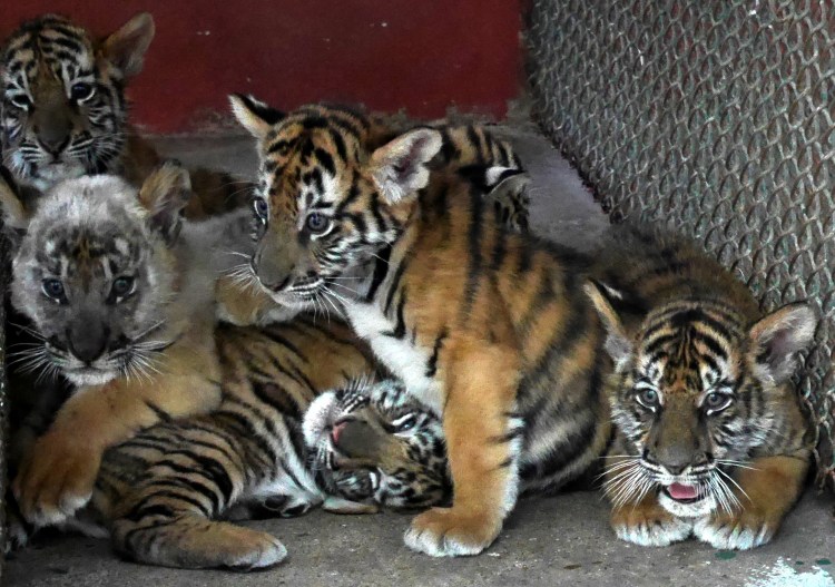 The Tiger Mafia in Swiss Newspaper’s Filmhighlights