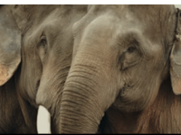 Stealing Giants Premier