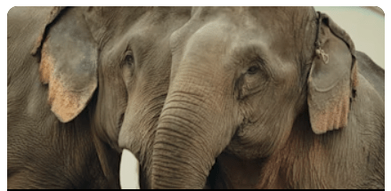 Stealing Giants Premier