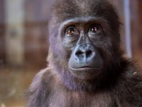 Baby gorilla seized from traffickers languishes in Turkish&nbsp;zoo