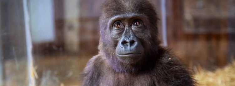 Baby gorilla seized from traffickers languishes in Turkish&nbsp;zoo